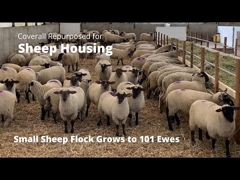 Sheep Housing for Expanding Flock Size