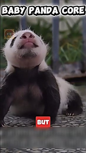The Amazing Bond Between Mother and Panda Cub 🤱 | Heartwarming Wildlife Moment