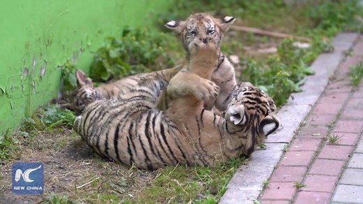 Watch these Siberian tiger cubs play fight with each other at a NE China breeding center! | Xinhua Culture&Travel