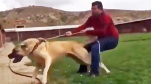 2.7M views · 7.7K reactions | Most Dangerous Pets | Top 10s | Facebook