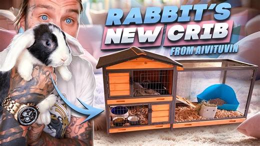 The moment a rabbit enclosure fails and escape becomes a real risk