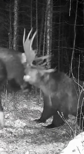 29K views · 274 reactions | The ultimate battle moose or bear who wins? | Cut By Coach | Facebook