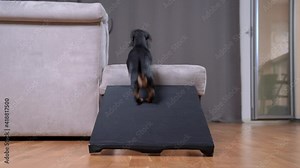 Two active dachshund run on couch on special ramp for safe pets climbing on sofas and armchairs. Equipment for small breeds, senior dogs or if animal has mobility issues.