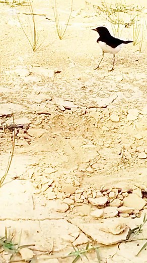 80K views · 693 reactions | Hunting trip | The Hunting RealM | Facebook