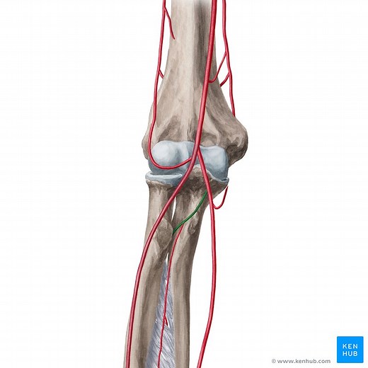 Common interosseous artery