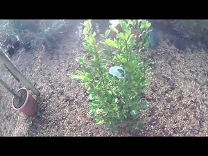 Big Plant Nursery - Griselinia littoralis