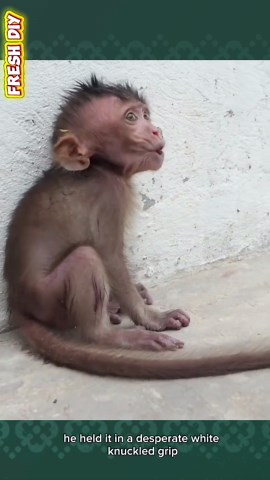 Urgent Help Poor Baby Monkey Grab Pipe Cry Sound Like Gecko when Dare Not to Pull and Itch