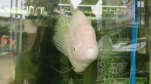 albino giant gourami