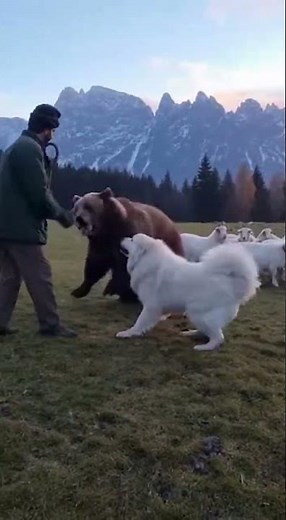 This Dog Breed Can Run 40 km/h and Was Built to Fight Wolves #dogs #animalfacts