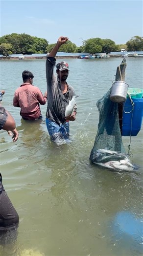 633K views · 4.5K reactions | Unbelievable mullet fish caught using a simple 2.5L bottle DIY fishing method | Snakehead Angler Amar | Facebook
