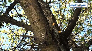 1.1K views | Reach new heights with the Husqvarna Battery Pole Saw. Easily trim tree branches of various heights! Only $699 BBD! Visit our Wildey or Jackson location to view our range of pole saws. #Equip4You | Equip4you | Facebook