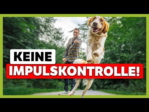 Aufgeregter JUNGHUND: In 3 Schritten zu einer entspannten Leinenführung [fair und effektiv]