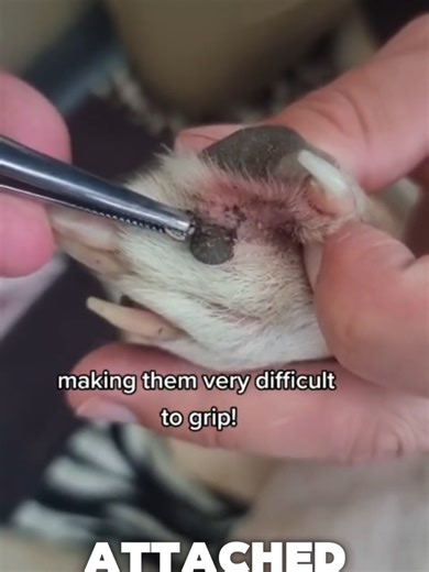 A Dog's Journey: From Ticks to Tranquility at the Vet