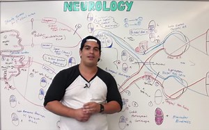 视路 visual pathway