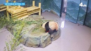 502K views · 8.5K reactions |  PANDA WATCH: The Smithsonian National...