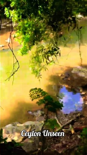 “This beauty can only be seen in Sri Lanka.”#travel #trending #fyp