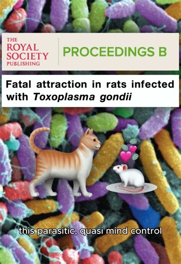 Mind-Controlled Mice and Their Feline Feelings