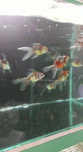 Imported Calico Ryukin Goldfish just finishing their breakfast. Come check them out today. Tel : 379-1665 | Spectrum Tropical Fish