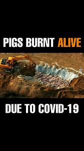 Animal Save Movement on Instagram: "The video shows a common way to get rid of infected animals. In this case, helpless pigs were buried alive in a mass grave. The terrified pigs screamed desperately as they were violently thrown on top of each other. Their screams pierce the heart and wound the soul. But will we listen? Burying pigs alive is standard practice for killing pigs whenever governments fear a virus infection would affect humans as well. This is one of the cheapest ways of getting rid