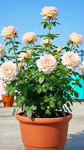 74K views · 602 reactions | Stem turn into red, royal & blossom | How to grow rose plant at home #fblifestyletyle #reelsviralシ #tricks #fblifestyel #foryoupageシ #shortsvideos #fblifestyle #share #shorts #foryouシ #Share #reels | Amd MultiMedia | Facebook