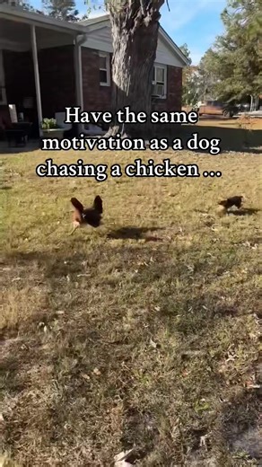 “4 pounds of fury vs. 4 pounds of feathers.” #fyp #foryourpage #birddog