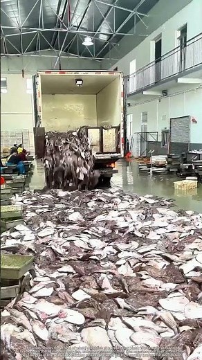 Unloading Fresh Monkfish at the Processing Plant