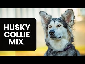 Husky Collie Mix AKA Collsky