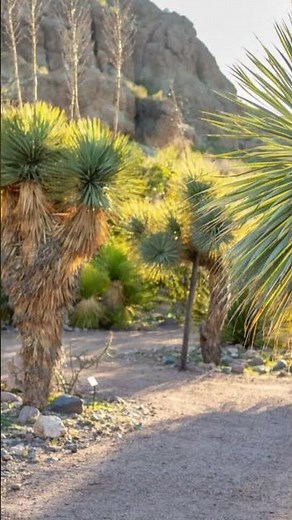 The Chihuahuan Desert: America’s Largest Desert