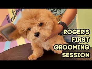 My Maltipoo Puppy's First Grooming | ALY MEETS WORLD