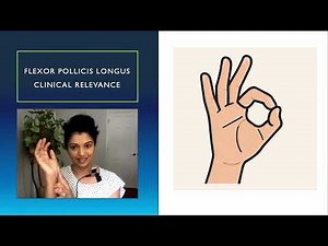 – Introduction: Why the Flexor Pollicis Longus matters