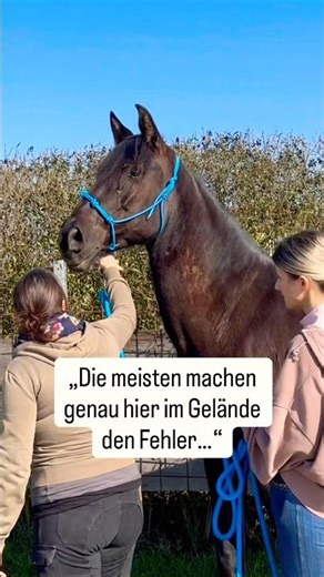 „Mach diesen Fehler NICHT im Gelände (Pferd angespannt)“ #horsemanship #jungpferdeausbildung