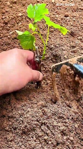 planting a small grape vine cutting into the soil and firming the dirt around it using a mini
