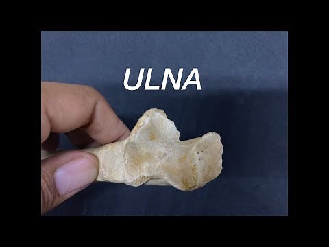 ULNA - GENERAL FEATURES AND ATTACHMENTS