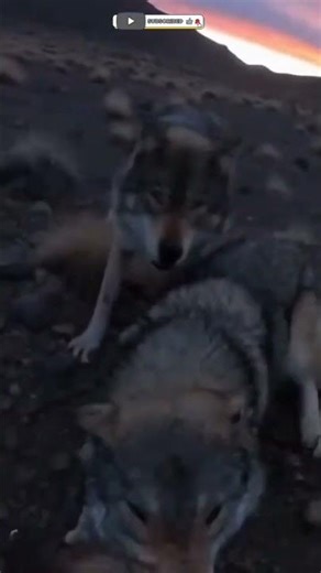 Against the Pack: A Lone Dog Fights Back at Twilight