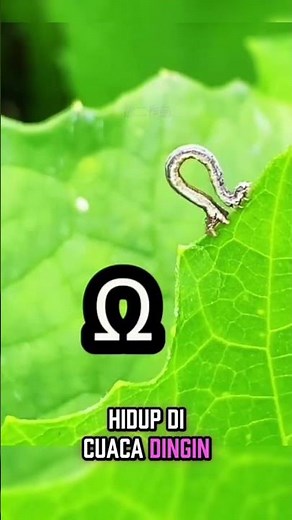 Several species of inchworms can