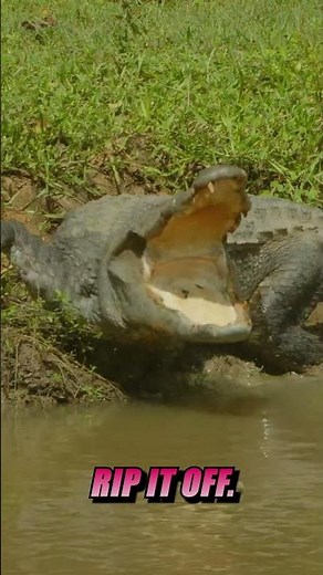 Hippo vs. Saltwater Croc... who wins?!