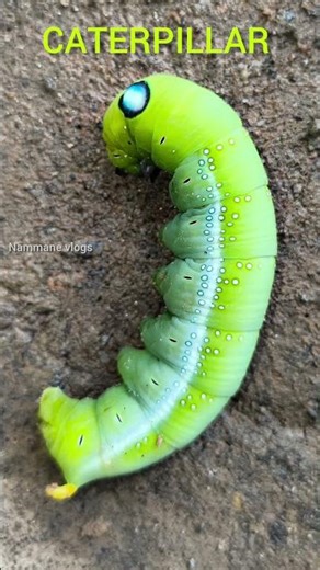 Oleander Hawk-Moth caterpillar