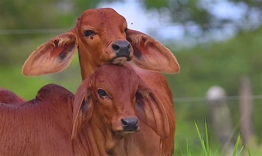 Brahman Cattle in Olancho, Honduras: A Closer Look