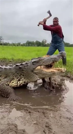 Crocodile Lunge At Dog!! Man Smash To Rescue Heart Stopping Moment Captured