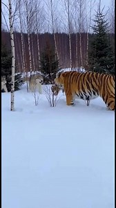 570K views · 6.3K reactions | Siberian Tiger vs Wolf Pack | Safarigpt | Facebook