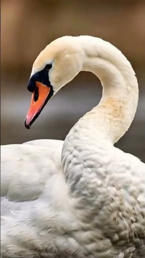 ᭚ᬅᬗ᭄ᬲᬧᬸᬢᬶ᭪᭟ (Angsa Putih) - Cygnus olor (Mute Swan) 01