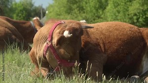 A meat cow of the Limousine breed with large horns is resting, lying on the grass and licking its fur with its tongue. Grazing livestock on a grassy pasture in rural areas.