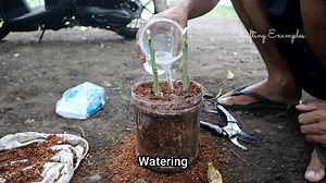 85K views · 2.8K reactions | 5 Ways to grow citrus tree, You will like it! | Grafting Examples | Facebook