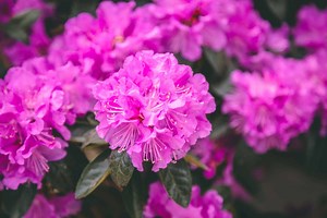 Rhododendron | Petitti Garden Centers