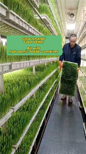 No Pasture? Produce Fresh Hydroponic Fodder Every Day #containerfarm