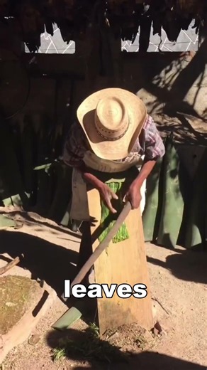 How is tequila brewed?丨AmazingNotes