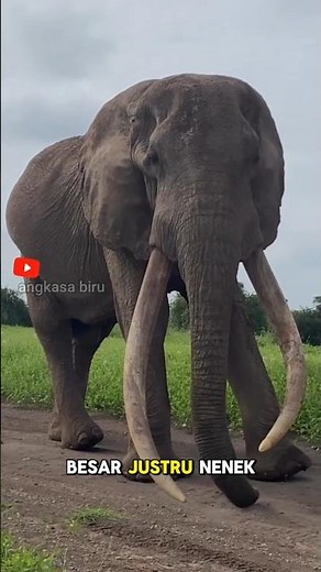 Matriarch, the Grandmother Elephant, Leader of the Herd. #animalfacts #elephant #short