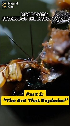 Part 1: The Ant That Explodes #naturalgeo #facts #wildlife #animaldocumentary