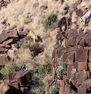 Baboons are brave when confronting tigers and defending their cubs from their target. #Animal | Nature Life
