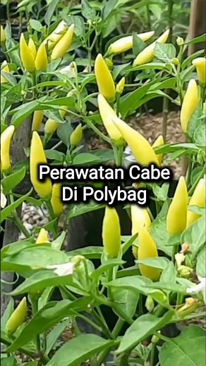 Caring for Chilies in Polybags #mychiliplants #penagarden